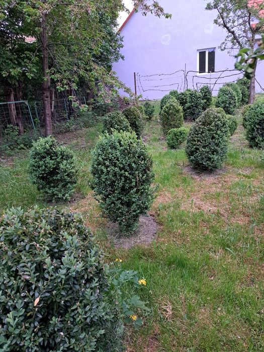 Buxus,merisori, aclimatizati
