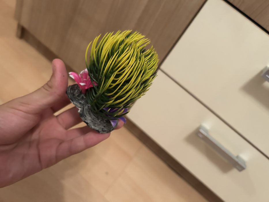 Vand bol pentru pesti impreuna cu 2 plante decorative si  o ascunzatoare tun