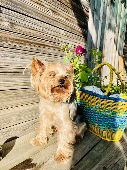 Йоркширский терьер