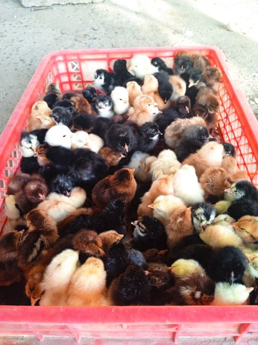 Уй товуги жужалари