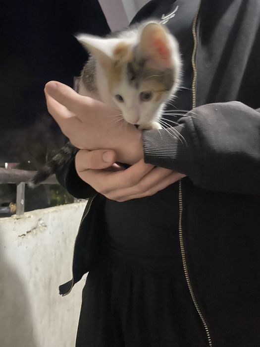 Котята в добрые рук