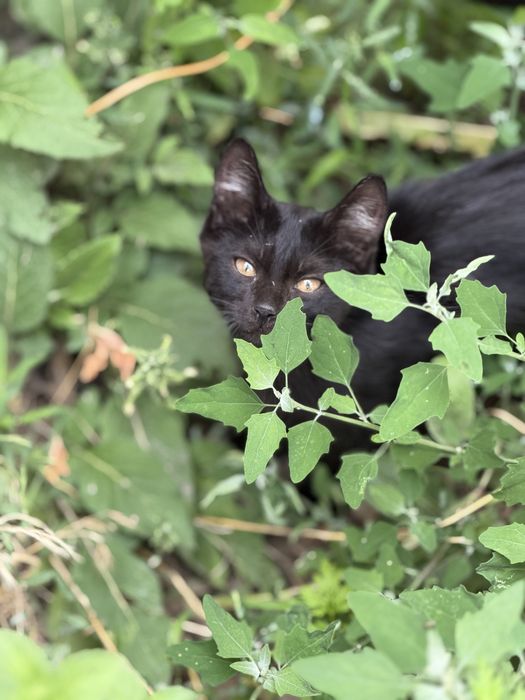 Отдам котенка бесплатно