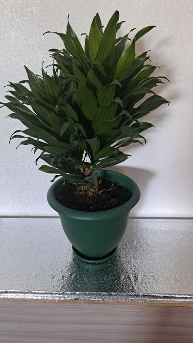 Цветы  разные ухоженные