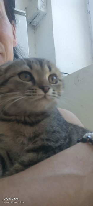 Отдадим котенка бесплатно