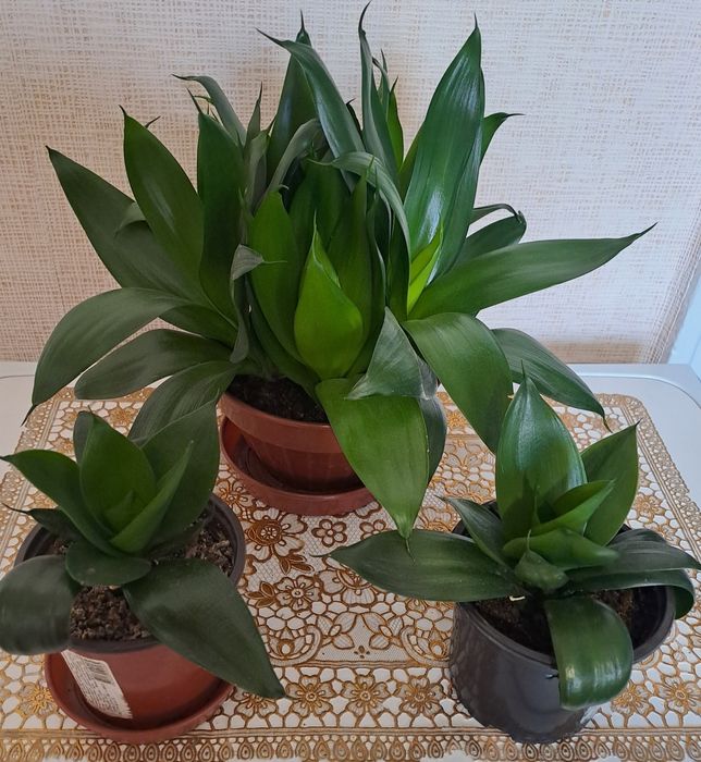 Продам комнатные растения