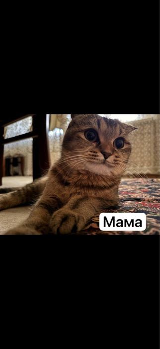 Породистые котята шиншилла (золотая/серебристая) — милые и ласковые!