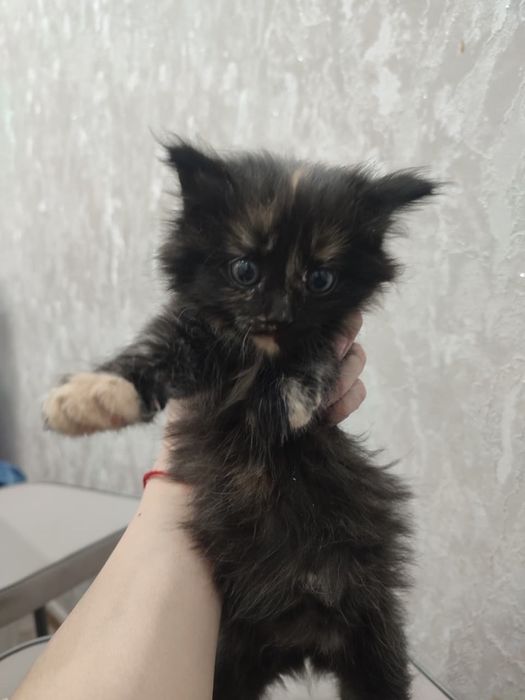 Отдам котят девочек в добрые руки