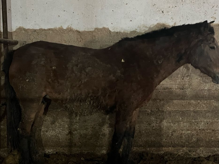 Семіз бие жілікке соямын