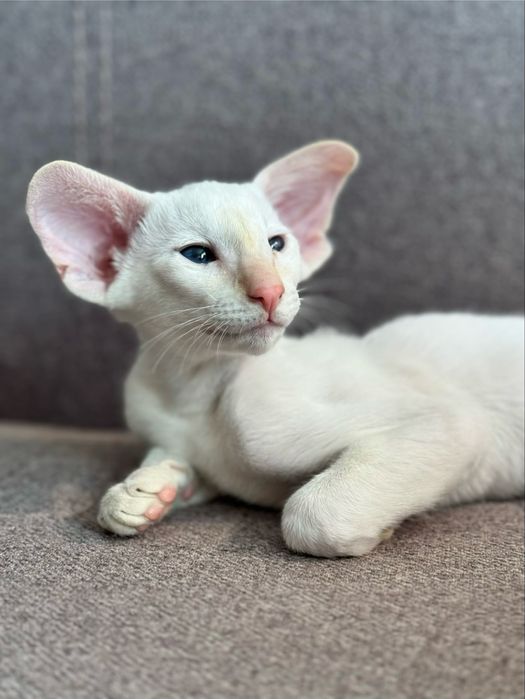 Ориентальная кошка петерболд