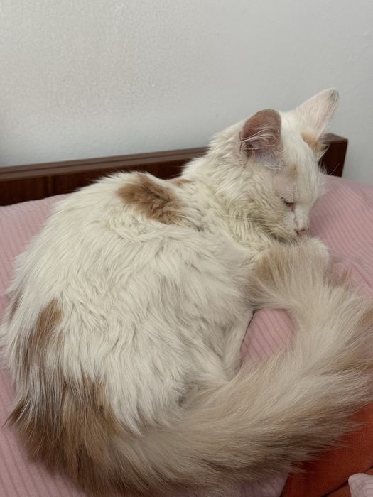 Ласковый котик ищет дом