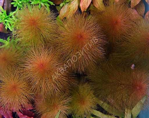 Перистолистник Рорайма