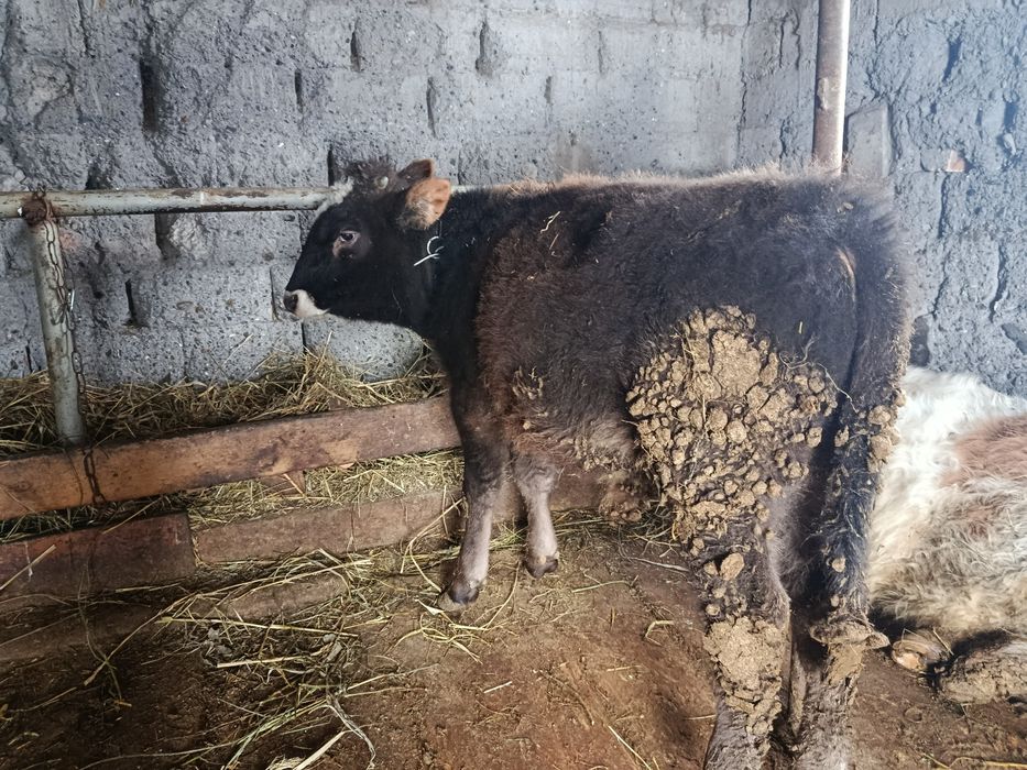 Продам бычка 6 месяцев