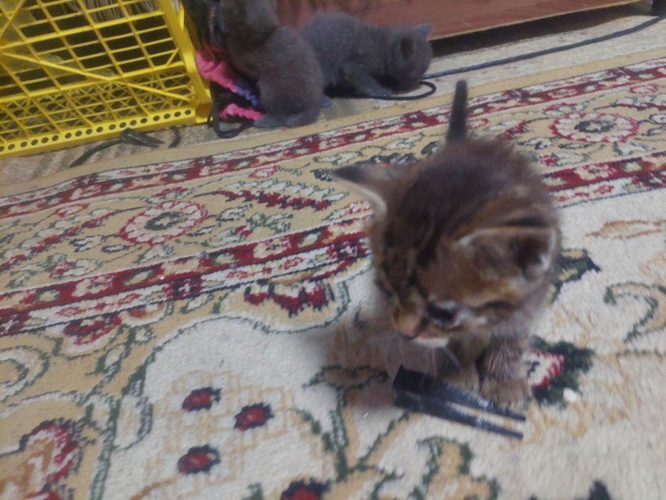 Мысык балалары тегин беремін