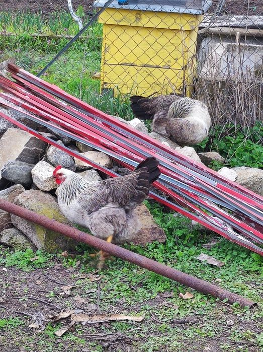 Яйца за люпене от катунски кокошки