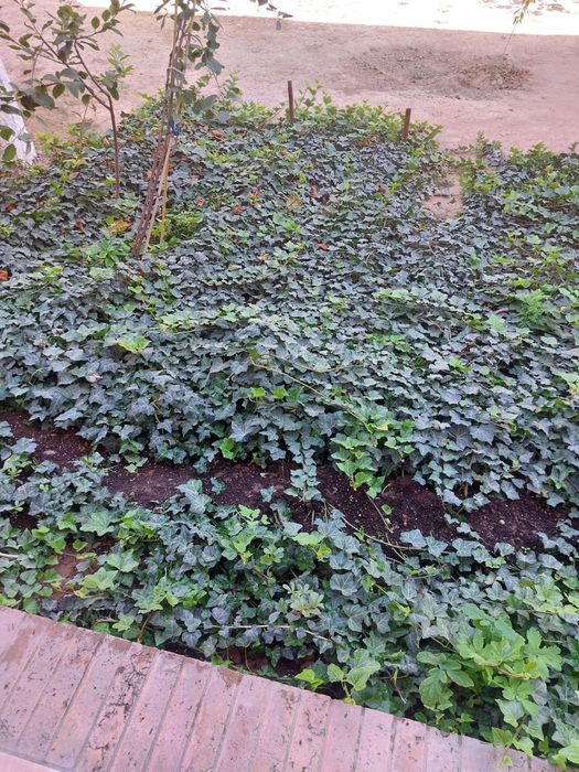 Растение плюш вечнозеленный