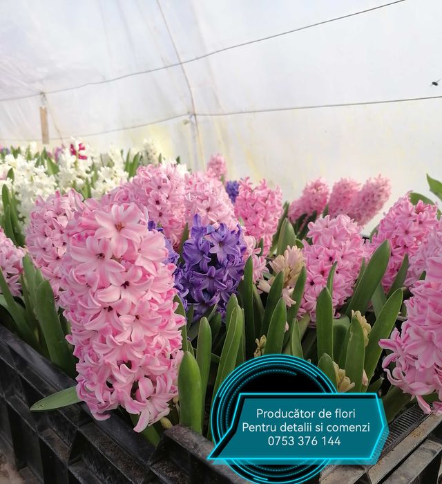 Zambile lalele primule narcise flori