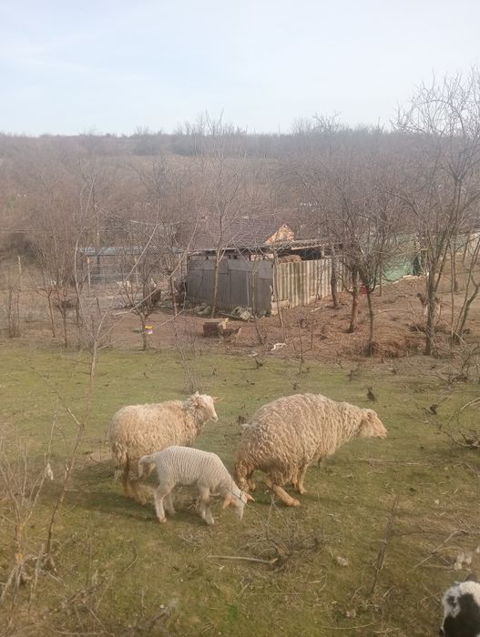 Vând două oi și un miel
