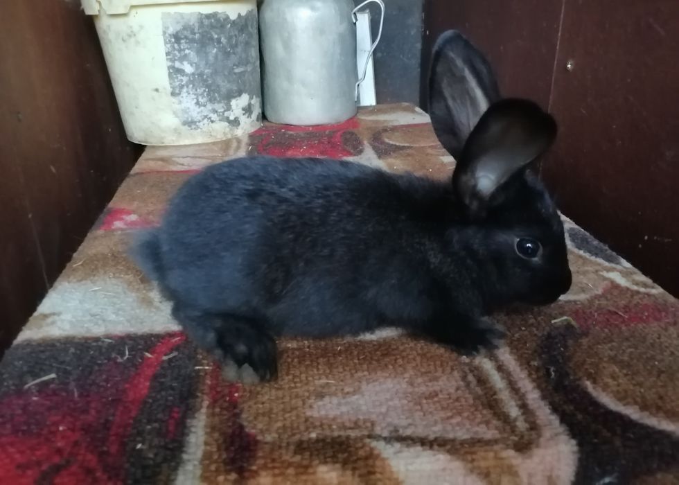 Vând mascul de 2 luni Uriaș German Negru