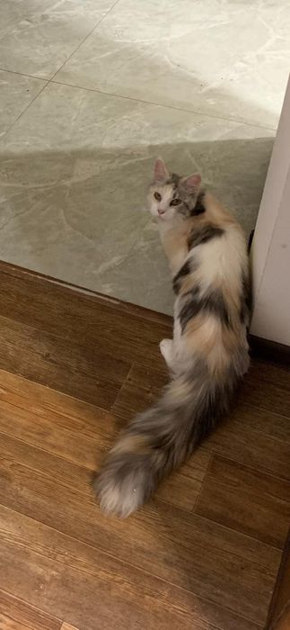 Девочка мейнкун с родословной