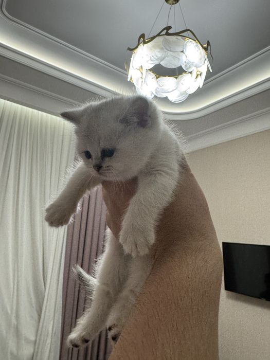 Продаются чисто кровный серебристий шиншиллы котяти