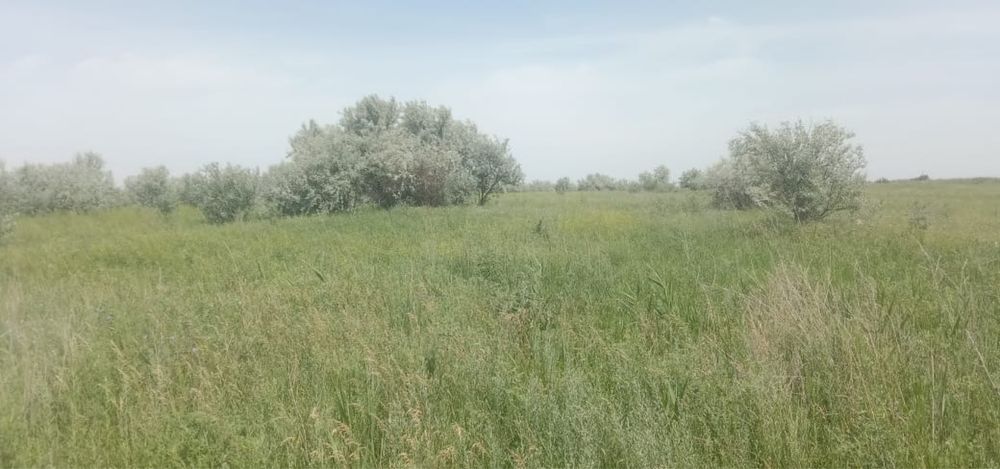 Сдам в аренду  землю