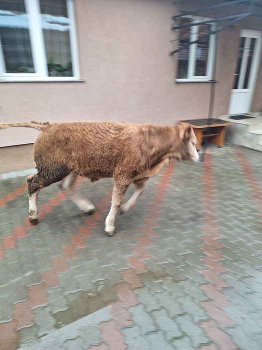 Vând Vitel de 4 luni