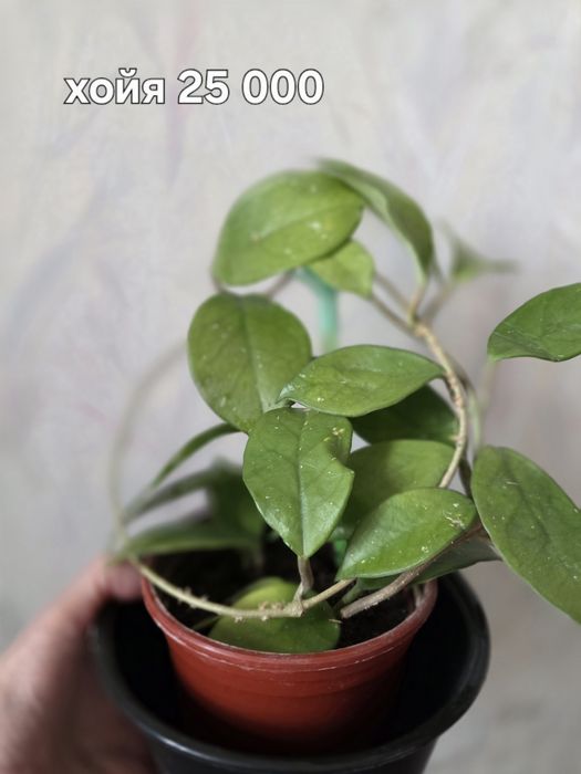 Продаю комнатные цветы