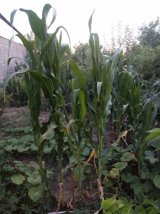 Продается  дом 8сот село аксукент