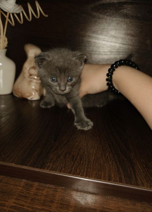 котята,веслоухие