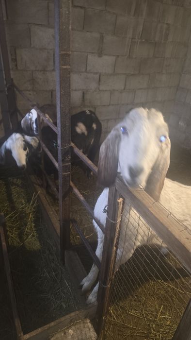 Англо нуби ешкілер сатылады