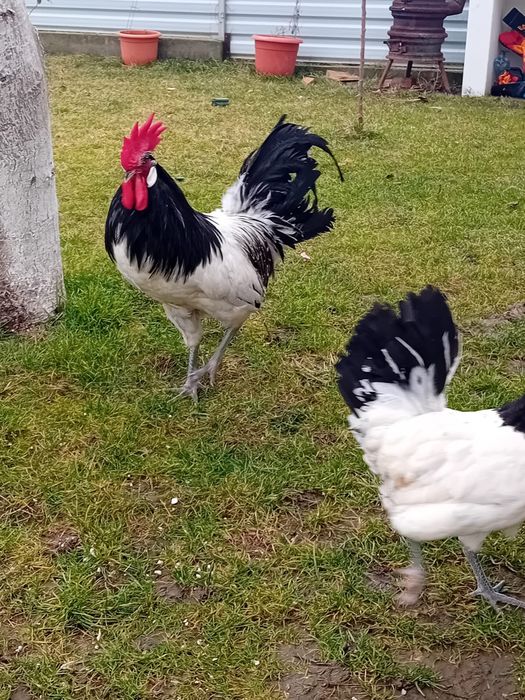 Vând ouă din rasa Lakenverden
