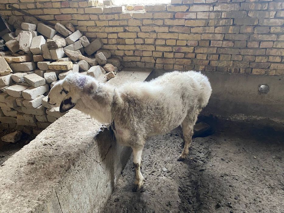 Qazoqi katta  qoʻchqor sotiladi