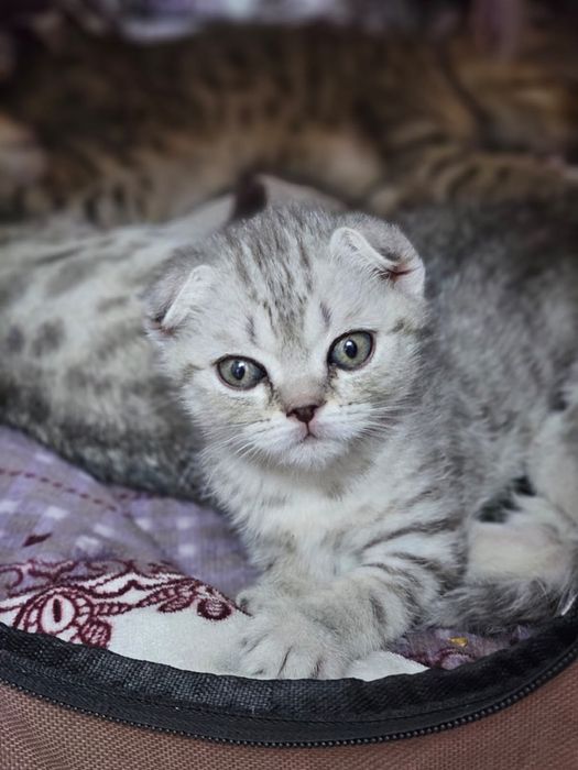 Продам котят породы Шотланская веслоухая/прямоухая