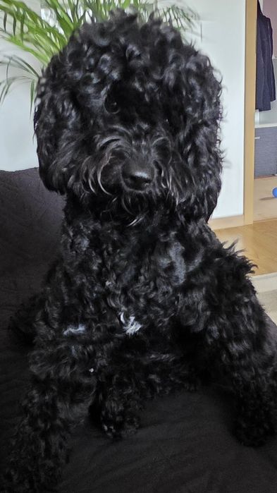 Donez caniche fără pedigree