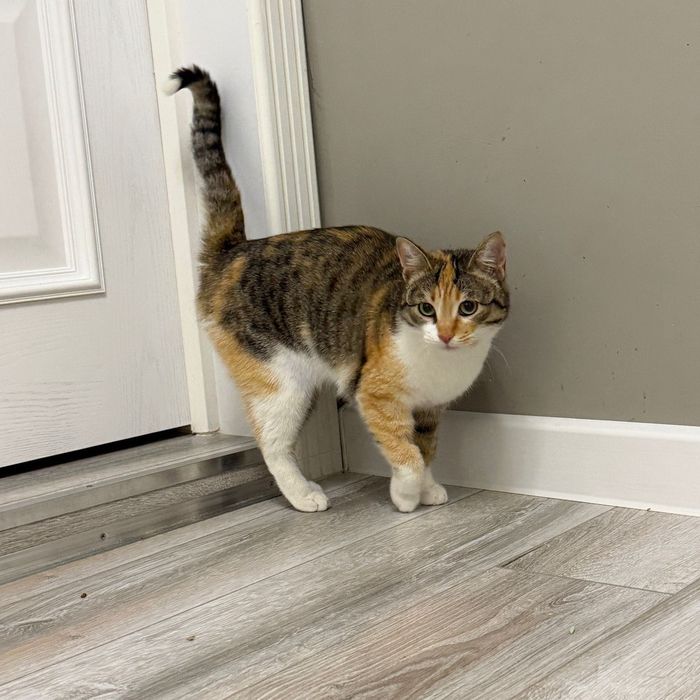 Шикарная кошечка Варя!