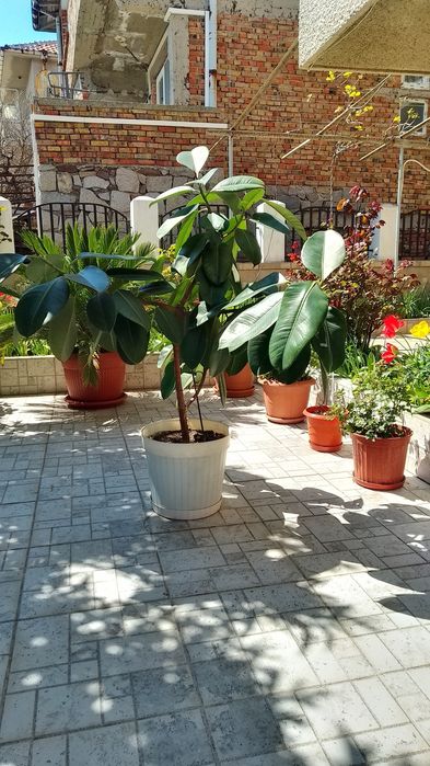 Продавам ФИКУС на 14 години