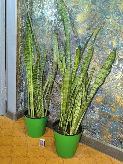 Сансевьера. Цветы для дома и офиса.