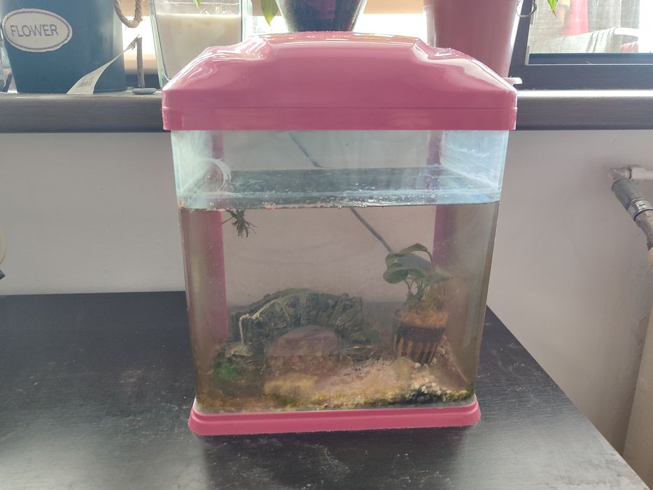 Acvariu mic cu pesti si accesorii