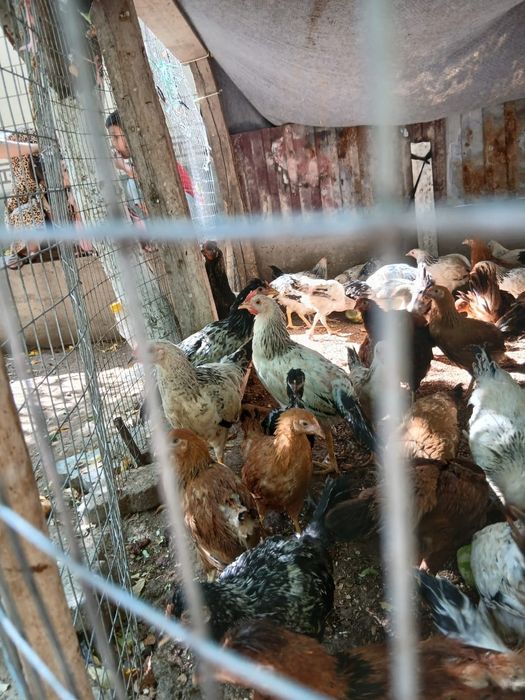 Продам Адлер и кучинский цыплят