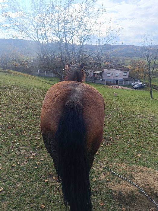 Vând iapa de 5 ani.