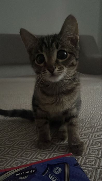 Кошка, 5 месяцев