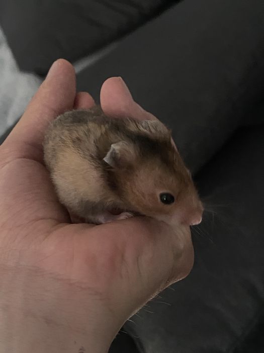 Hamster sirian