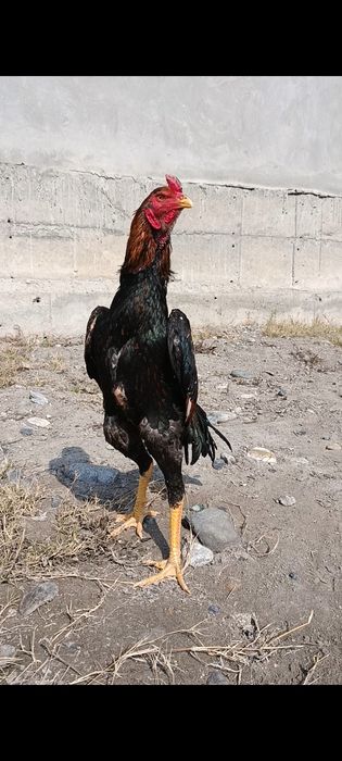 Jo'ja sotiladi. Sentyabrda chiqgan