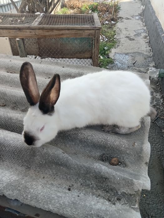 Продам кроликов самка самец