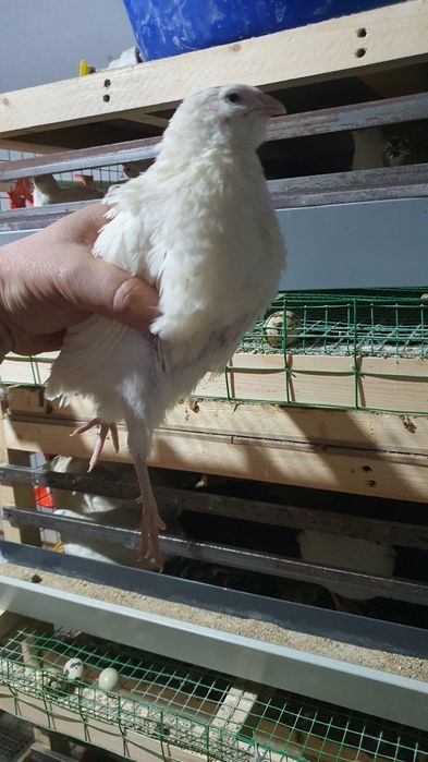 Ок белый гигант бедана ва тухумлари.