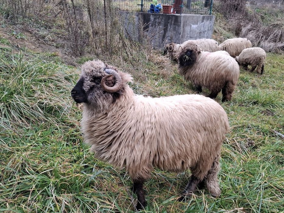 Berbeci bucalai 3 bucati