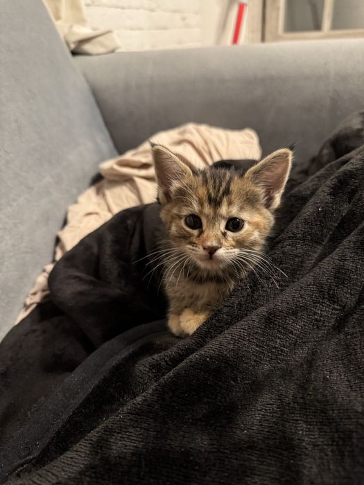 Котенок (кошка) 8 месяцев