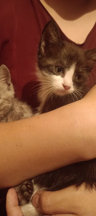 Отдам котяток в добрые руки