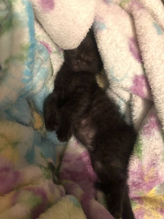 предоставляю услуги зооняни