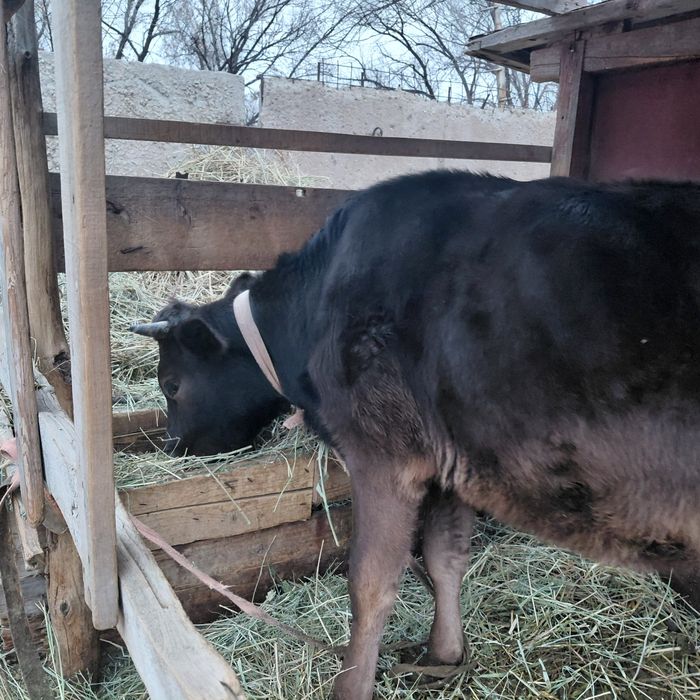 Не стельная тёлка